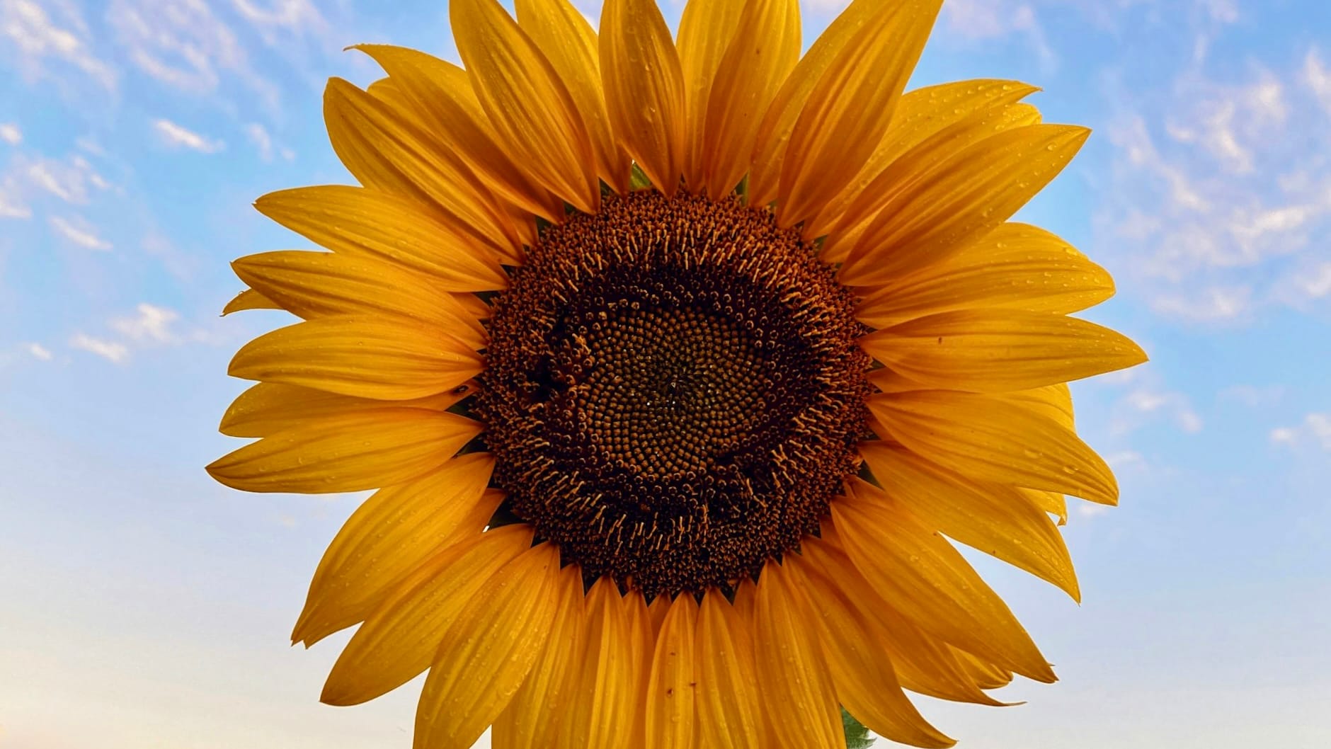 Helena's Helianthus